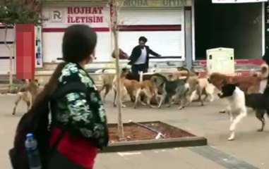 KÖPEĞİ, KÖPEKLERİN SALDIRISINDAN ELİNDEKİ POŞETLE KURTARDI