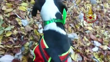 Télécharger la video: Salvataggio laborioso dei VdF per un cane scivolato in un canalone sul Monte Lovinzola - VIDEO