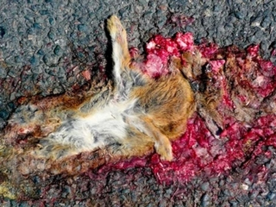 Pauv'LAPIN PICARD