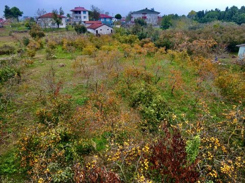 Tescilli Kocaali hurma kurusu genç çiftçilere yeni gelir kapısı oldu