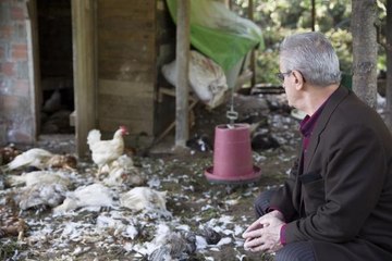 KÜMESE GİREN SOKAK KÖPEKLERİ 80 TAVUĞU PARÇALADI