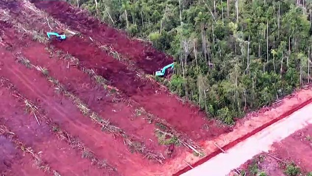 Мировые лидеры обещают защитить леса