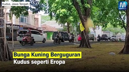 Bunga Kuning Berguguran Kudus seperti Eropa
