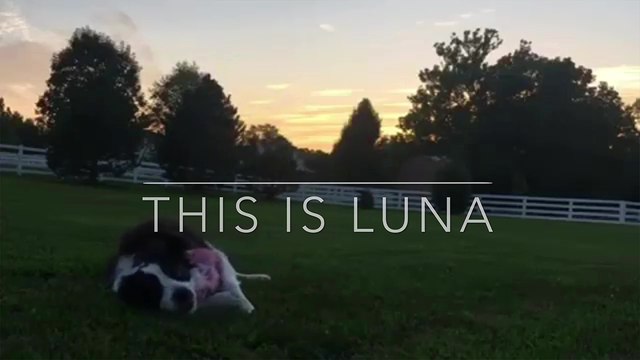 'Owner puts together PHENOMENAL compilation of her dog performing cool tricks to perfection'