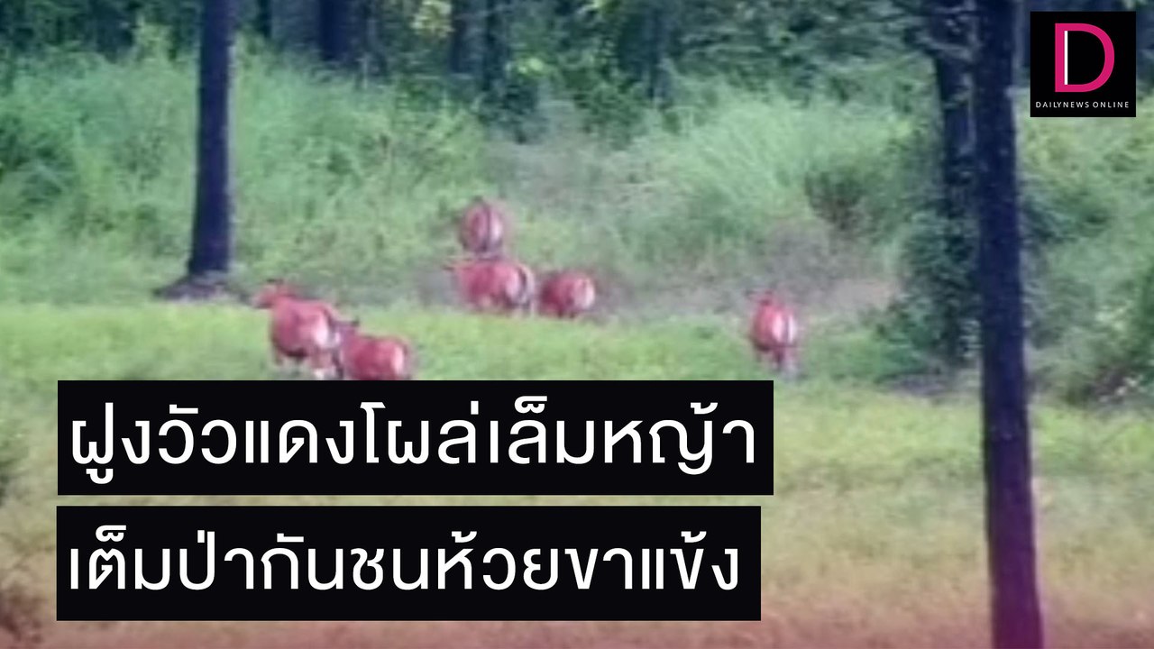 ฮือฮา ฝูงวัวแดงโผล่เล็มหญ้าทุ่งแฝก ผืนป่าห้วยขาแข้ง | เดลิ[HOT]นิวส์ 02/11/64