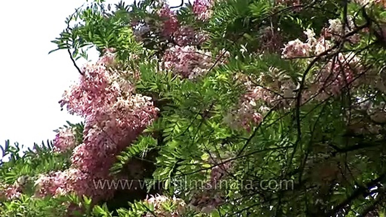 Cassia javanica tree