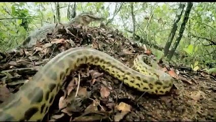 Doc. Animal - Brasil Secreto - Pantanal das Águas