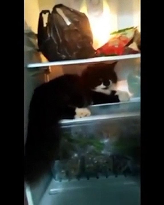 Funny cat-video
