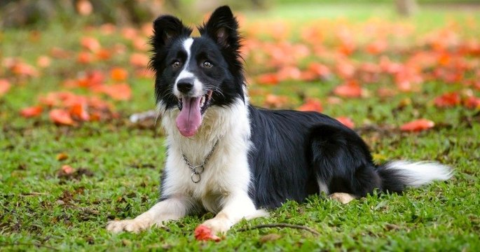 Espagne : séparés, ces ex-conjoints obtiennent la garde alternée de leur chien