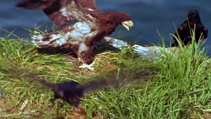 Doc. Animal - Animais extremos - Criminosos da natureza