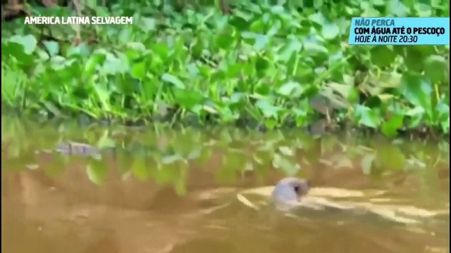 Doc. Animal - Brasil Secreto - Pantanal - O Coração Selvagem do Brasil