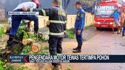 Nahas... Pengendara Motor Tewas Tertimpa Pohon