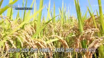 한국의 황금빛 쌀을 노린 일본인들의 욕망... TV CHOSUN 211102 방송