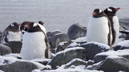 Antarctica in 4K UHD