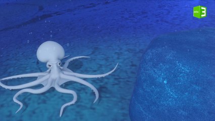 الأخطبوط العالق بسبب الصخرة