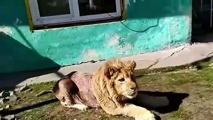 Putin se emociona con la historia (con final feliz) de un león maltratado