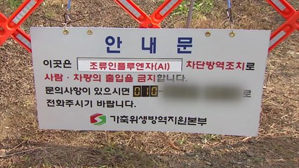 천안 야생조류에서 고병원성 AI 검출...농가 방역 '비상' / YTN