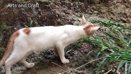 Baby cat walking alone