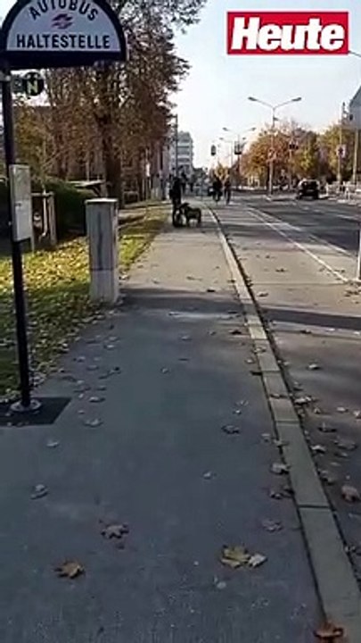 Wiener führt Ziegen an Leine in der Stadt Gassi