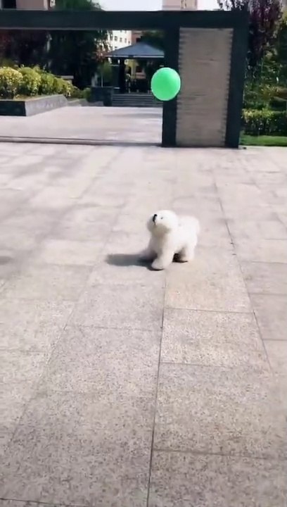 Baby Dogs - Cute and Funny Dog Videos 2021