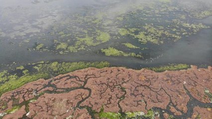 Deniz marulu bu kez İnciraltı'nda görüldü