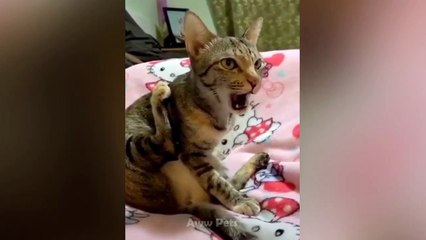 Funniest And Cutest Cats Ever- Try Not To Laugh - Aww Pets