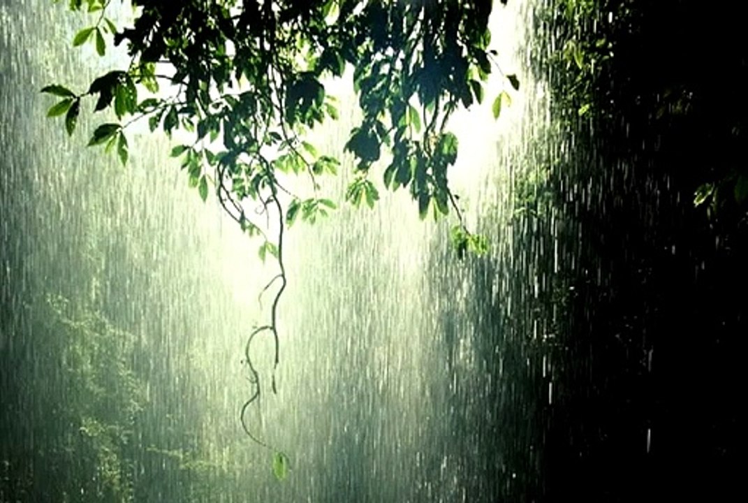 ASMR  Relaxing sounds birds and insects