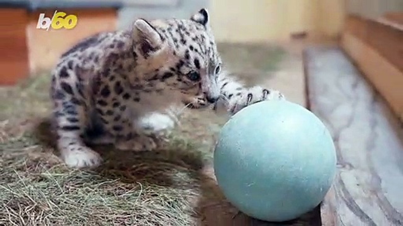These Snow Leopard Cubs Are The Stars of the Toledo Zoo