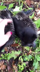 Man Rescues Three Stranded Kittens Next to Swamp