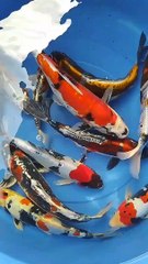 Pengiriman Koi Blitar dari Farm RV Fish Farm