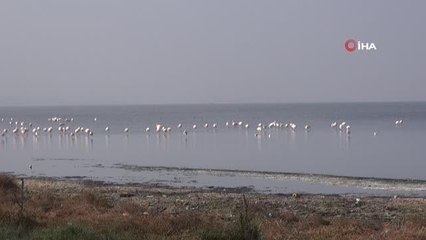 'İzmit çocuğu' flamingolar bakın niye göç etmiyor