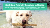 Best Dog-Friendly Beaches In Florida