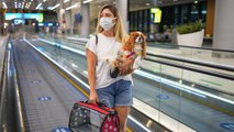 The Best and Worst Airlines for Pets in 2021, According to a New Study