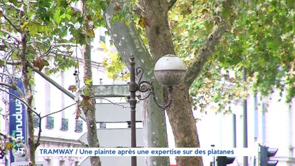 Le Journal - 02/11/2021 - TRAMWAY / Une plainte après une expertise sur des platanes