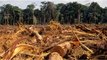 More Than 100 Countries Vow To End Deforestation at COP26