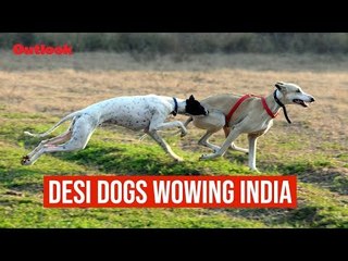 Desi Dogs Wowing India
