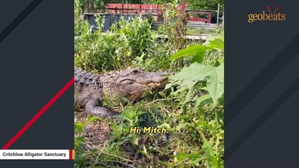 Alligator can't keep hands off her boyfriend