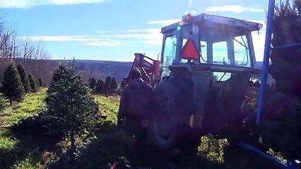 (02-11-2021) TOPO sapins Noel NB