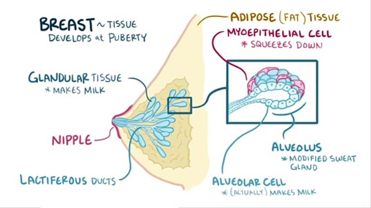 Breastfeeding