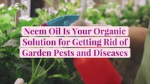 Neem Oil Is Your Organic Solution for Getting Rid of Garden Pests and Diseases