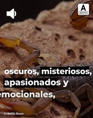 ¿Qué significa soñar con alacranes o escorpiones? | ActitudFem