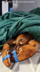 This Rare Lobster Was Rescued From A Grocery Store!