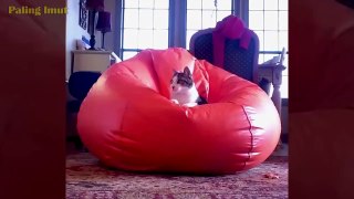 TAHAN TAWA  Video Kucing terlucu 2020 bikin ketawa ngakak Kucing Paling Imut_720P HD