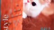 Kumpulan Kucing Lucu, Gemesin, Gemoy Video Tik tok Kucing Lucu Viral Terbaru 2021