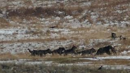 Bear Challenges Wolves Over Elk Carcass
