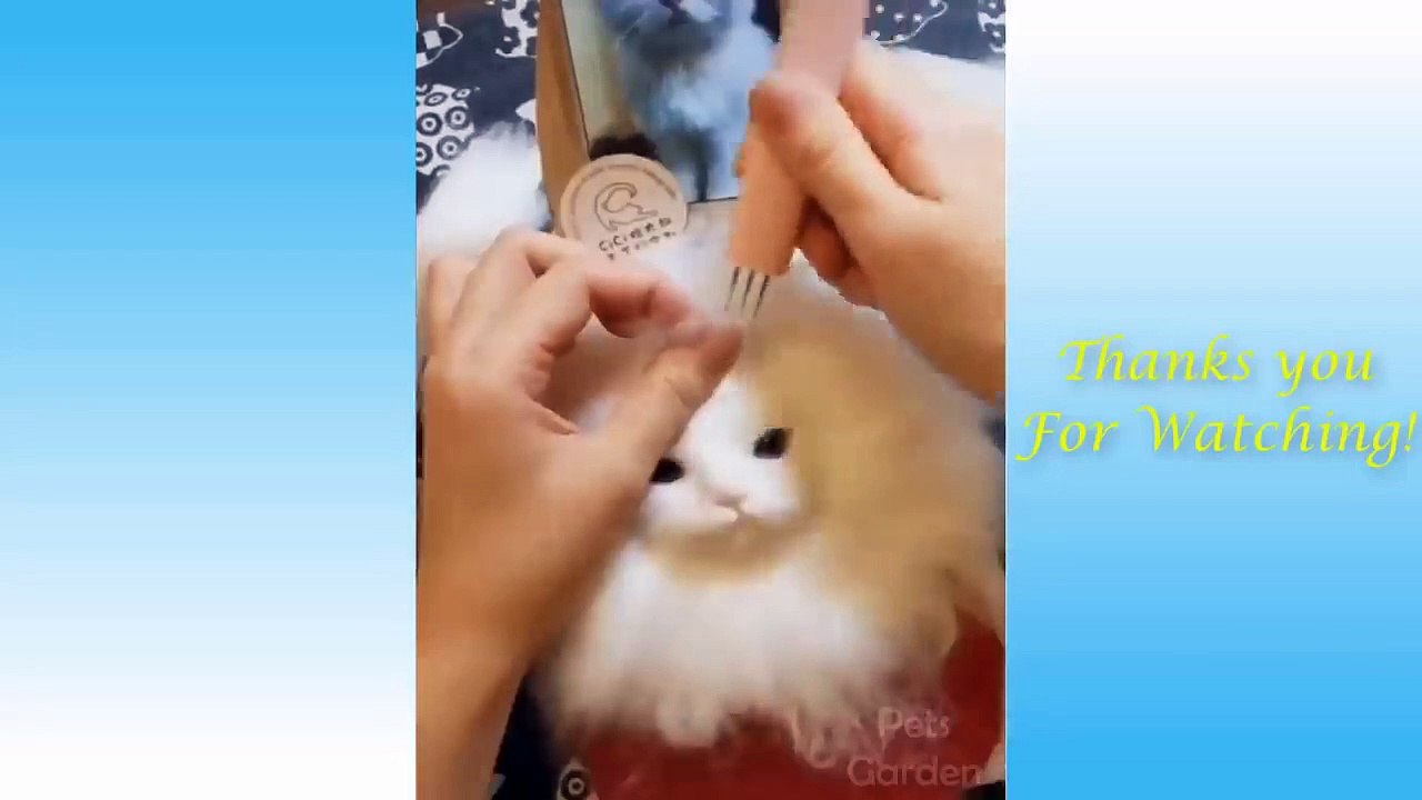 Funniest Pets Don'T Try To Hold Back Laughter