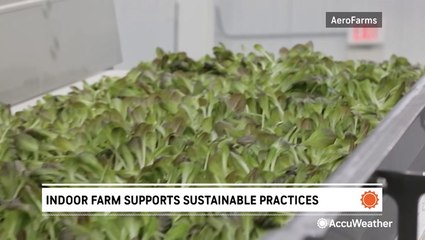 Indoor farm aims to solve water scarcity