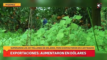 Las exportaciones de Misiones aumentaron en dólares pero disminuyeron en cantidades