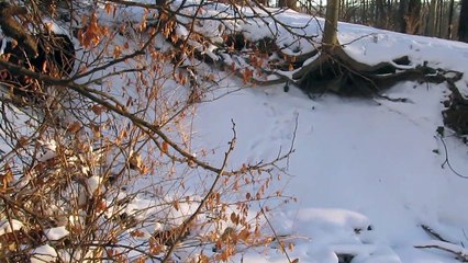 Snowy Scene Ithaca New York January 2018
