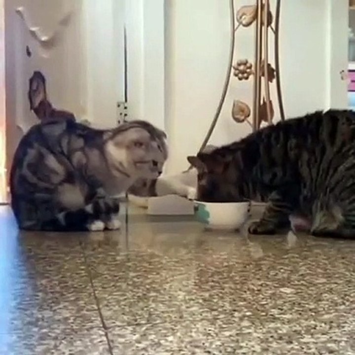 Kucing Lucu #1